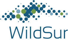 WildSur